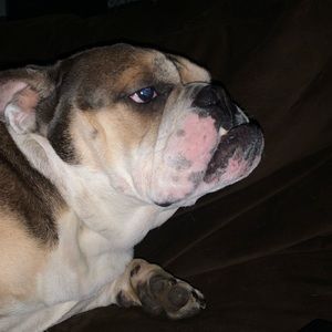 Meet your Posher, Ancelin